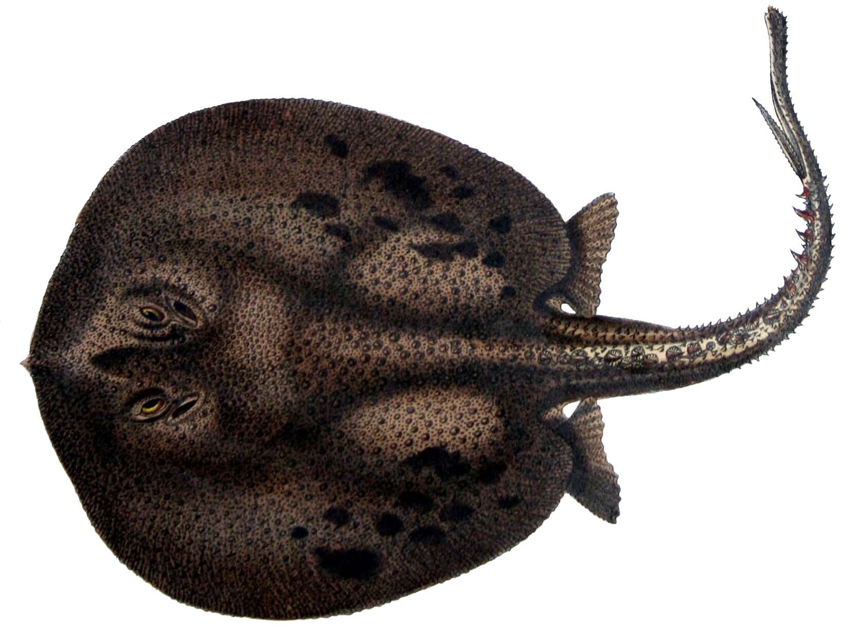 Image of Anglespot river stingray