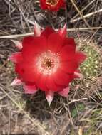 Echinopsis hertrichiana (Backeb.) D. R. Hunt resmi