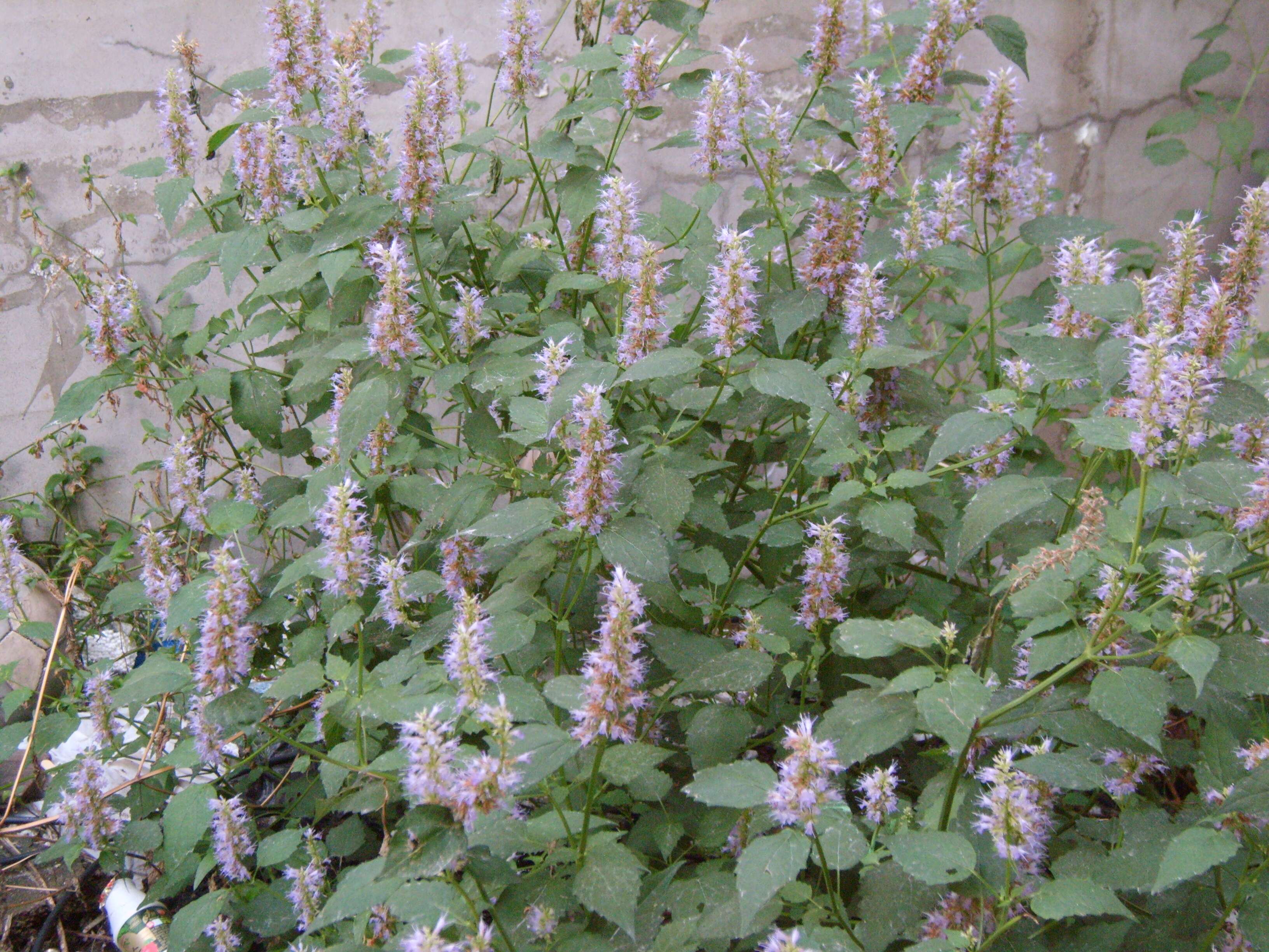 Image of Mint