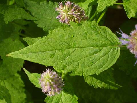 Image of Mint