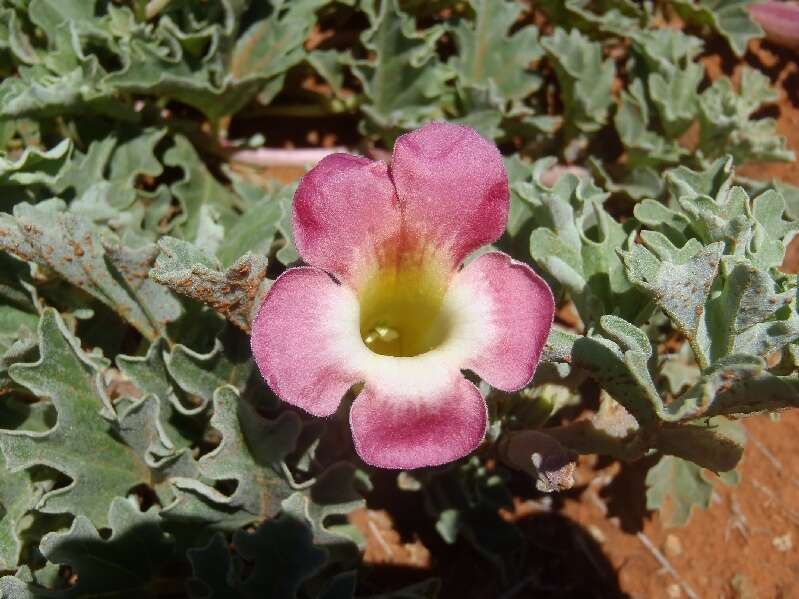 Image of devil's claw