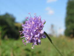 Image of Devil’s Bit Scabious