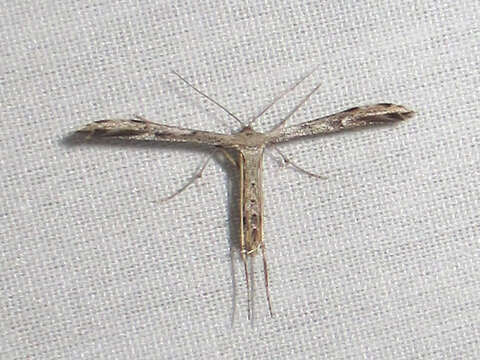 Image of Ragweed Plume Moth