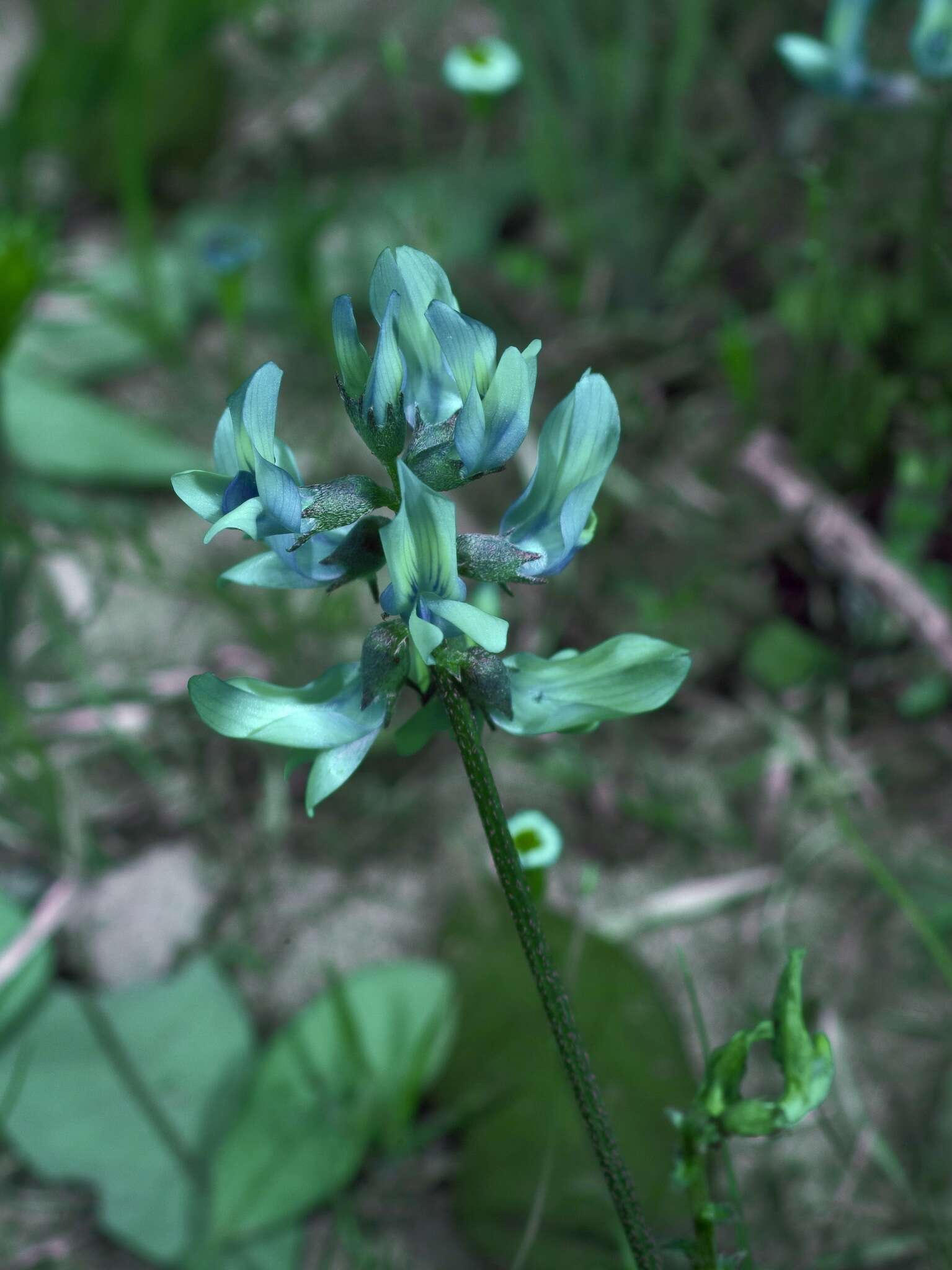 Image of Englemann's milkvetch