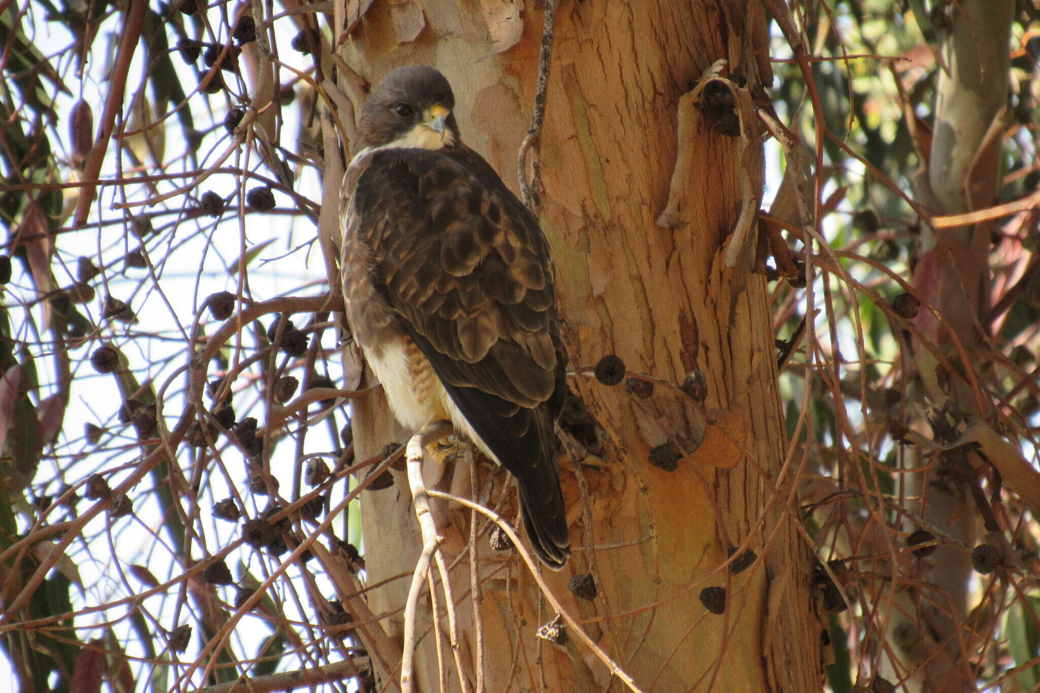 Imagem de Buteo albigula Philippi 1899