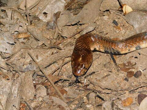 Image of Mozambique spitting cobra