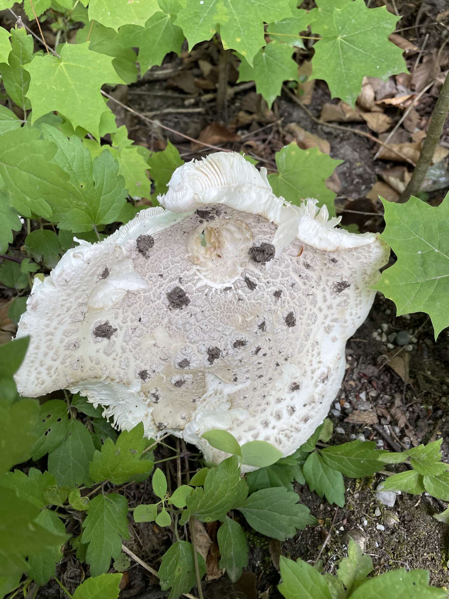 Image of Amanita strobiliformis (Paulet ex Vittad.) Bertill. 1866