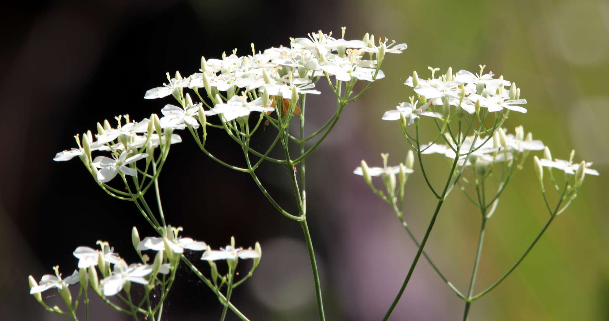 <i>Sabatia <i>macrophylla</i></i> var. macrophylla resmi