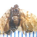 Image of Parabunda tasmanica Emeljanov 2005