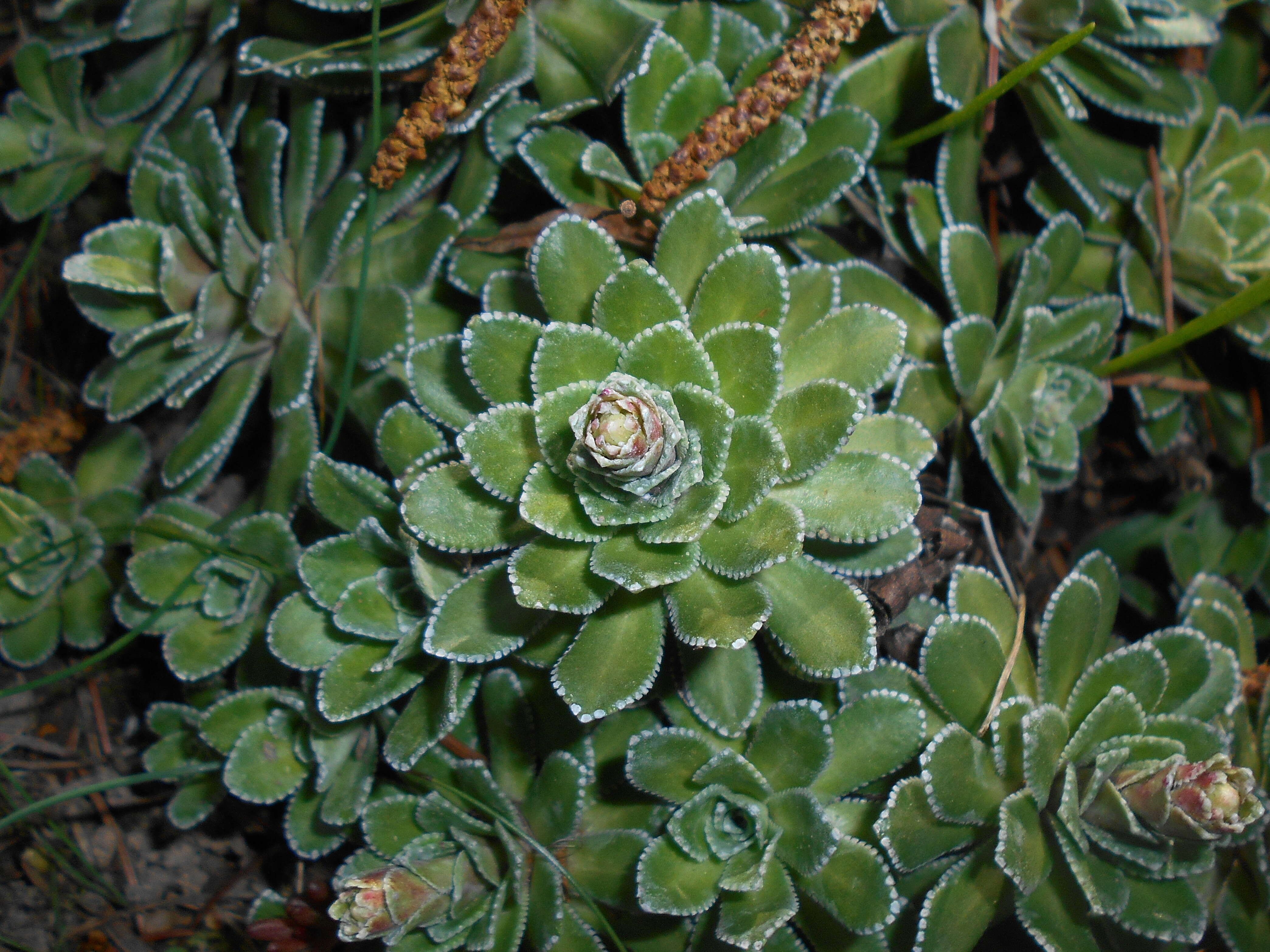 Image of Livelong Saxifrage