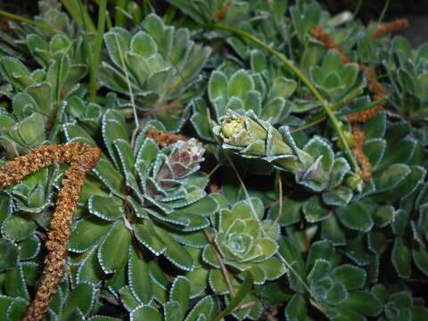 Image of Livelong Saxifrage