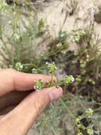 Plancia ëd Cryptantha pterocarya (Torr.) Greene