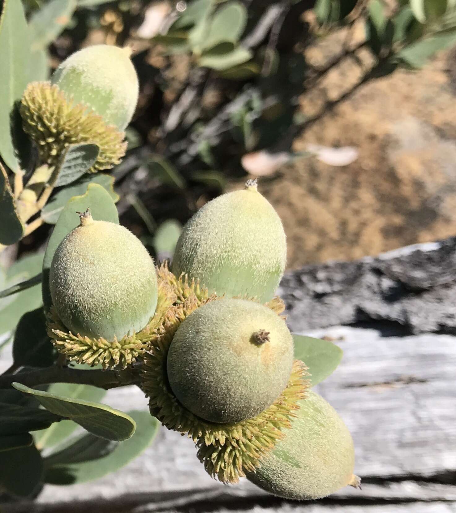 Imagem de Notholithocarpus densiflorus var. echinoides (R. Br. ter) Manos, Cannon & S. H. Oh