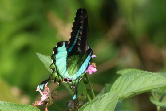 Sivun Papilio crino Fabricius 1792 kuva