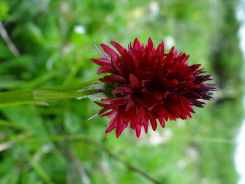 Image of Gymnadenia rhellicani (Teppner & E. Klein) Teppner & E. Klein