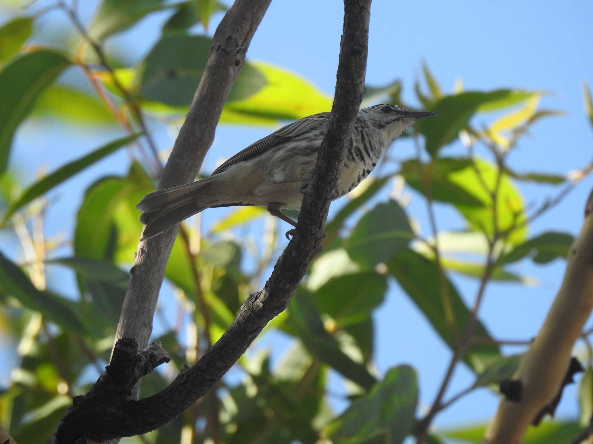 Image of Bar-breasted Honeyeater