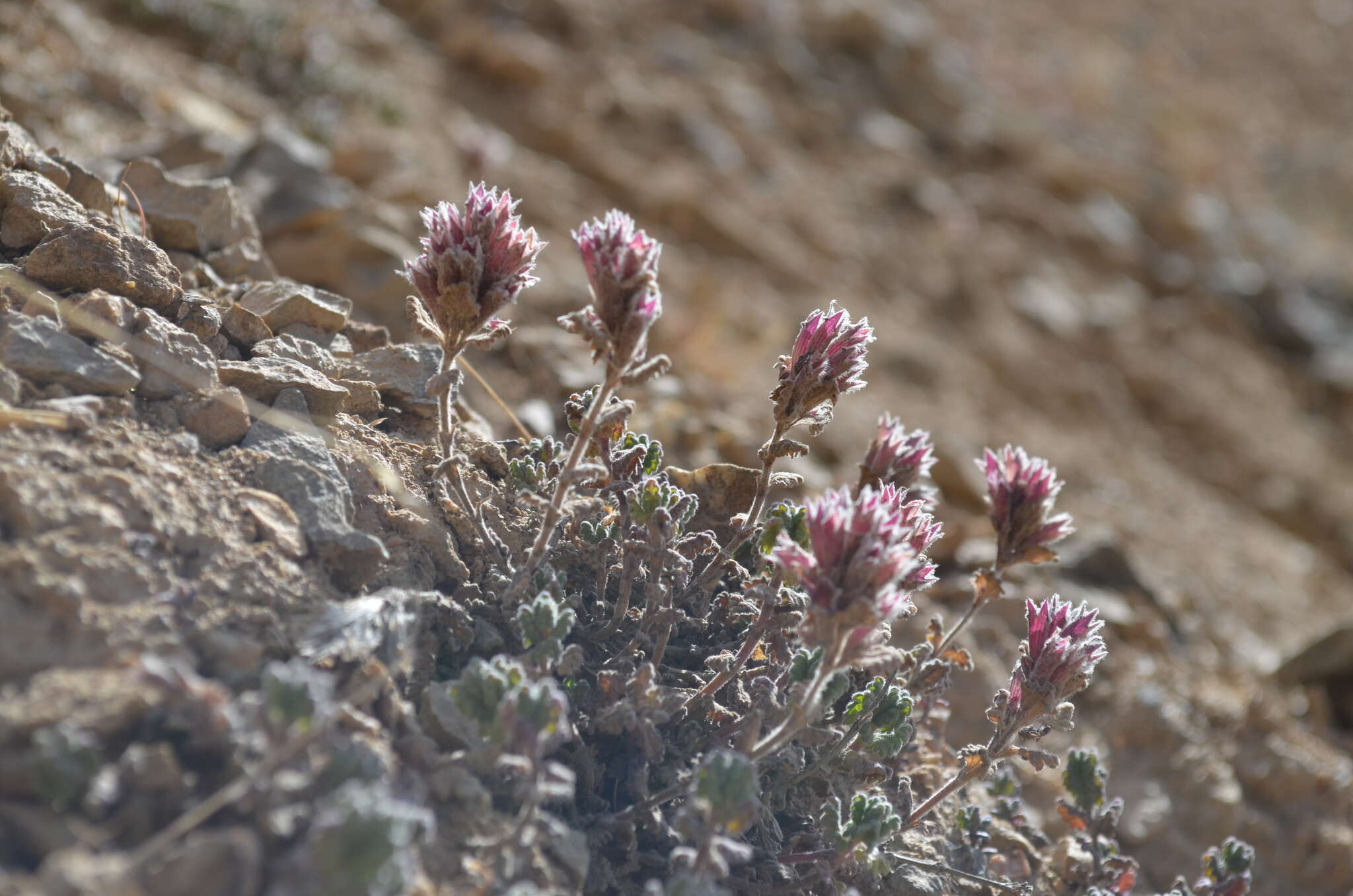 Image of Dracocephalum oblongifolium Regel