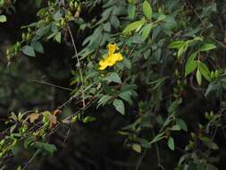 Image of Hypericum geminiflorum Hemsl.