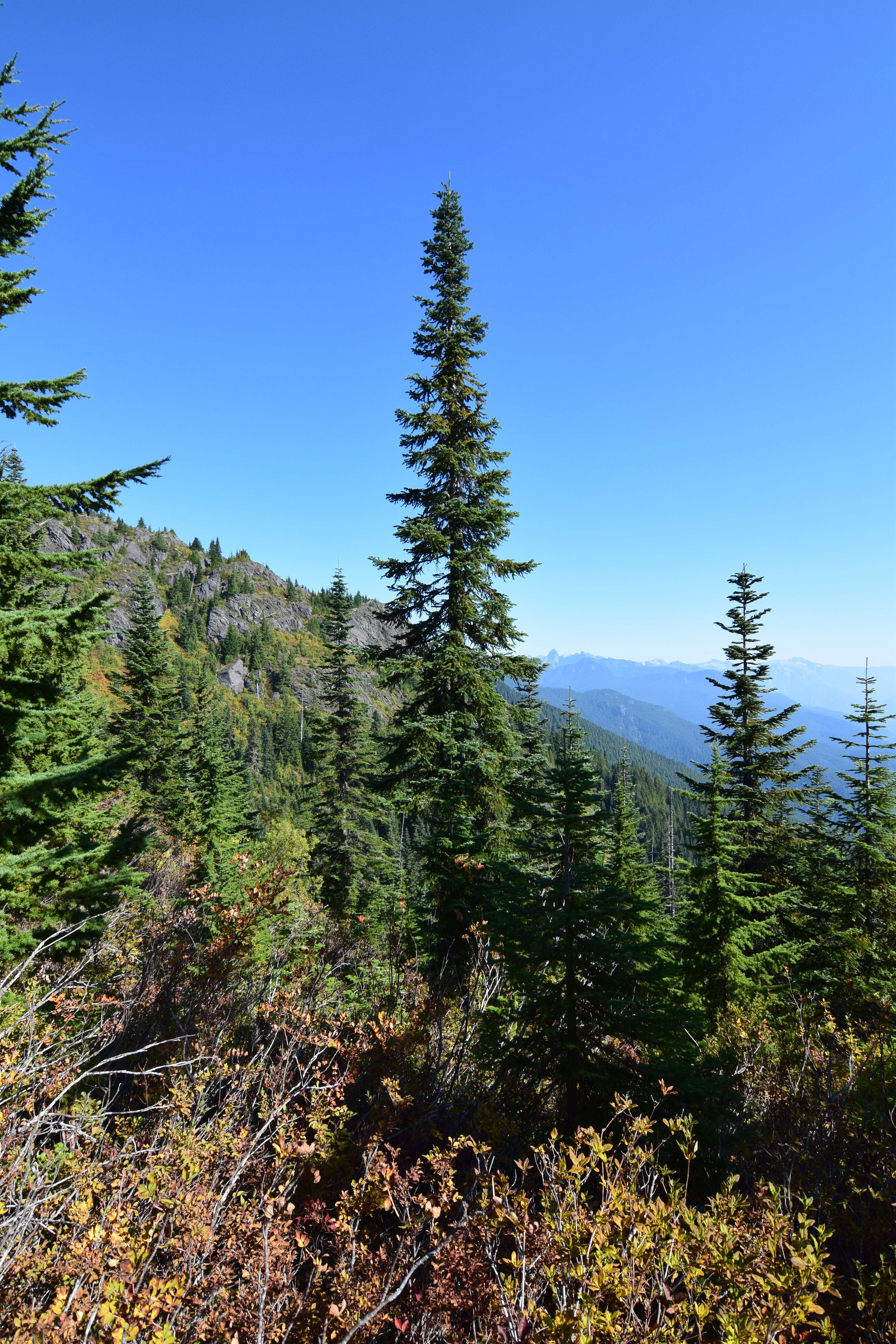 Image of Mountain Hemlock