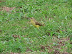 Imagem de Machetornis rixosa flavigularis Todd 1912