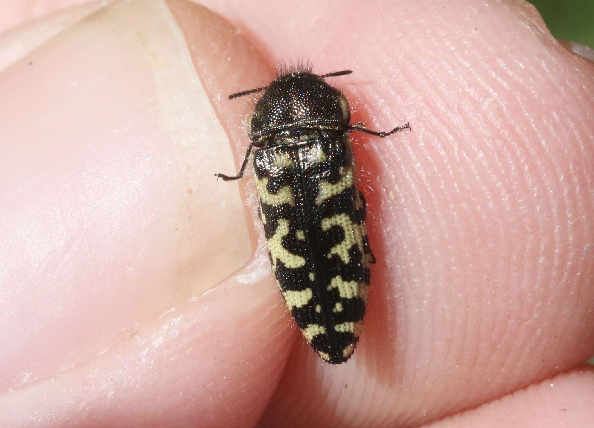 Image of Acmaeodera decipiens Le Conte 1866