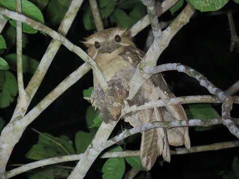 Image of Large Frogmouth