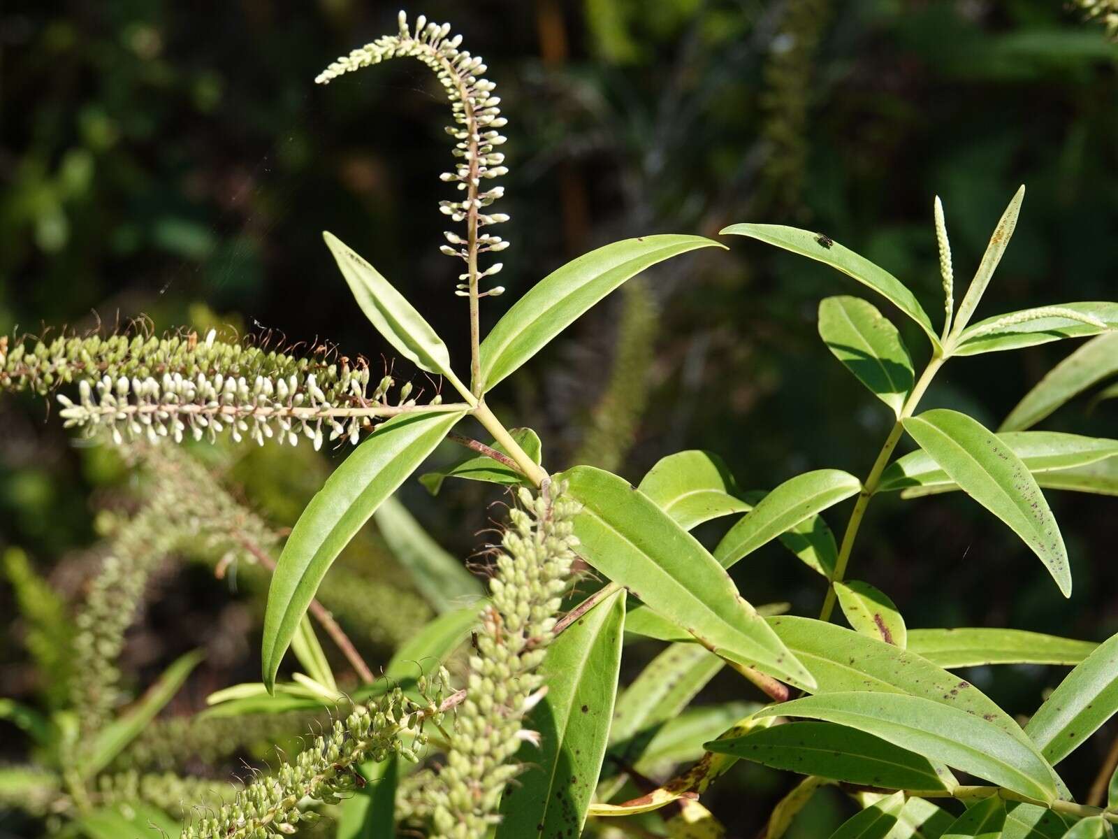 Image of <i>Veronica <i>stricta</i></i> var. stricta