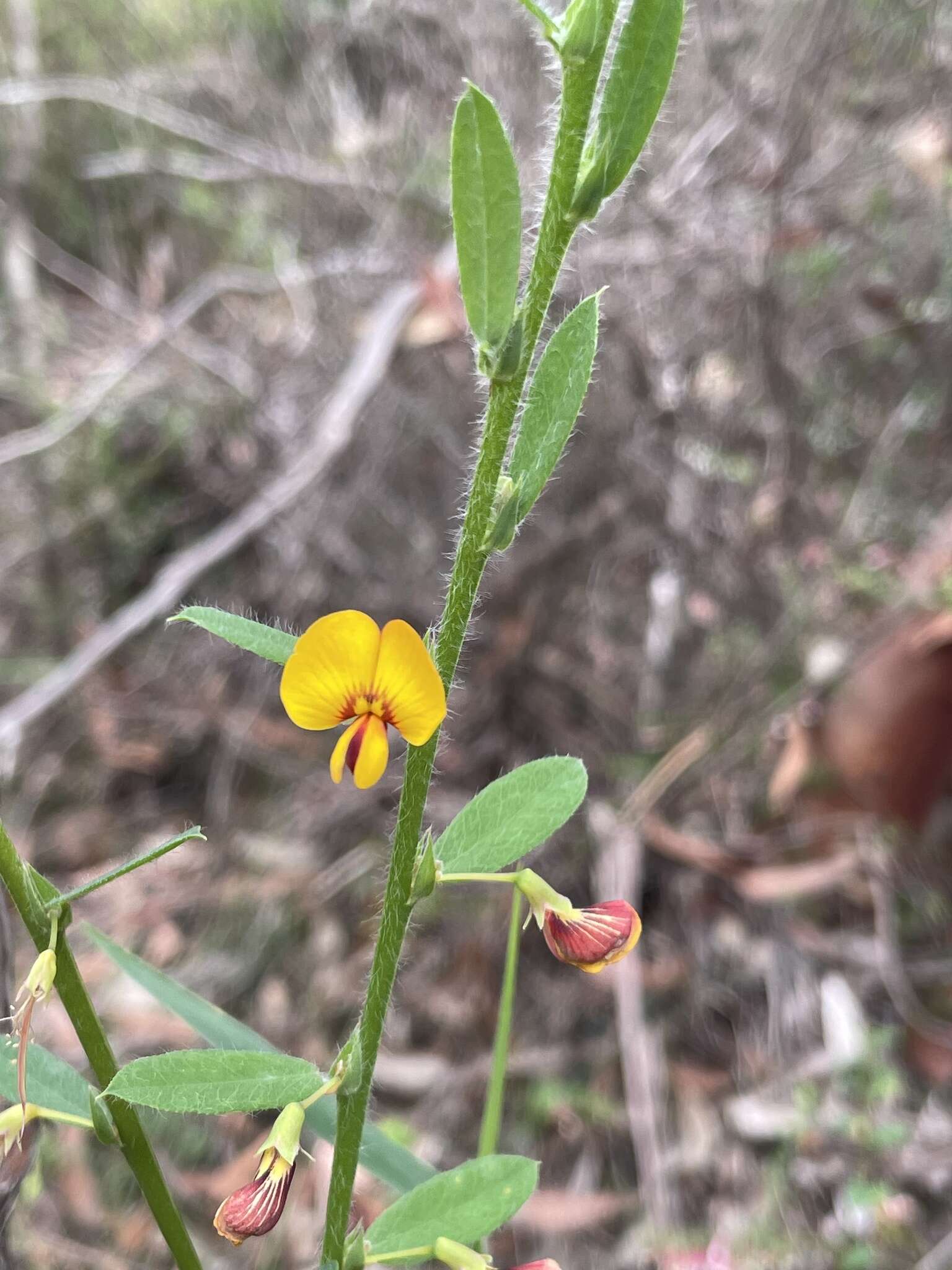 Plancia ëd Bossiaea stephensonii F. Muell.