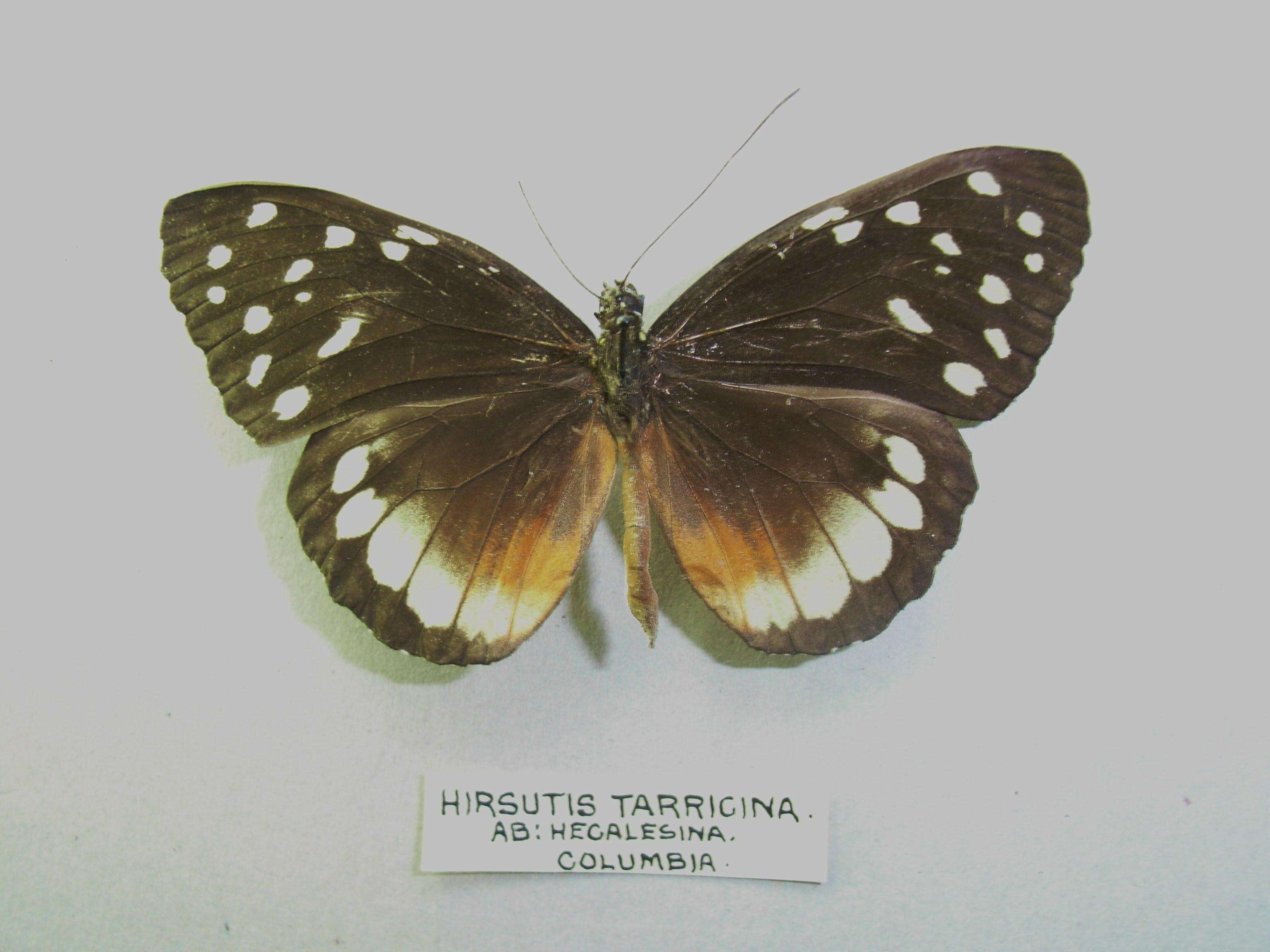 Imagem de Tithorea tarricina Hewitson 1857