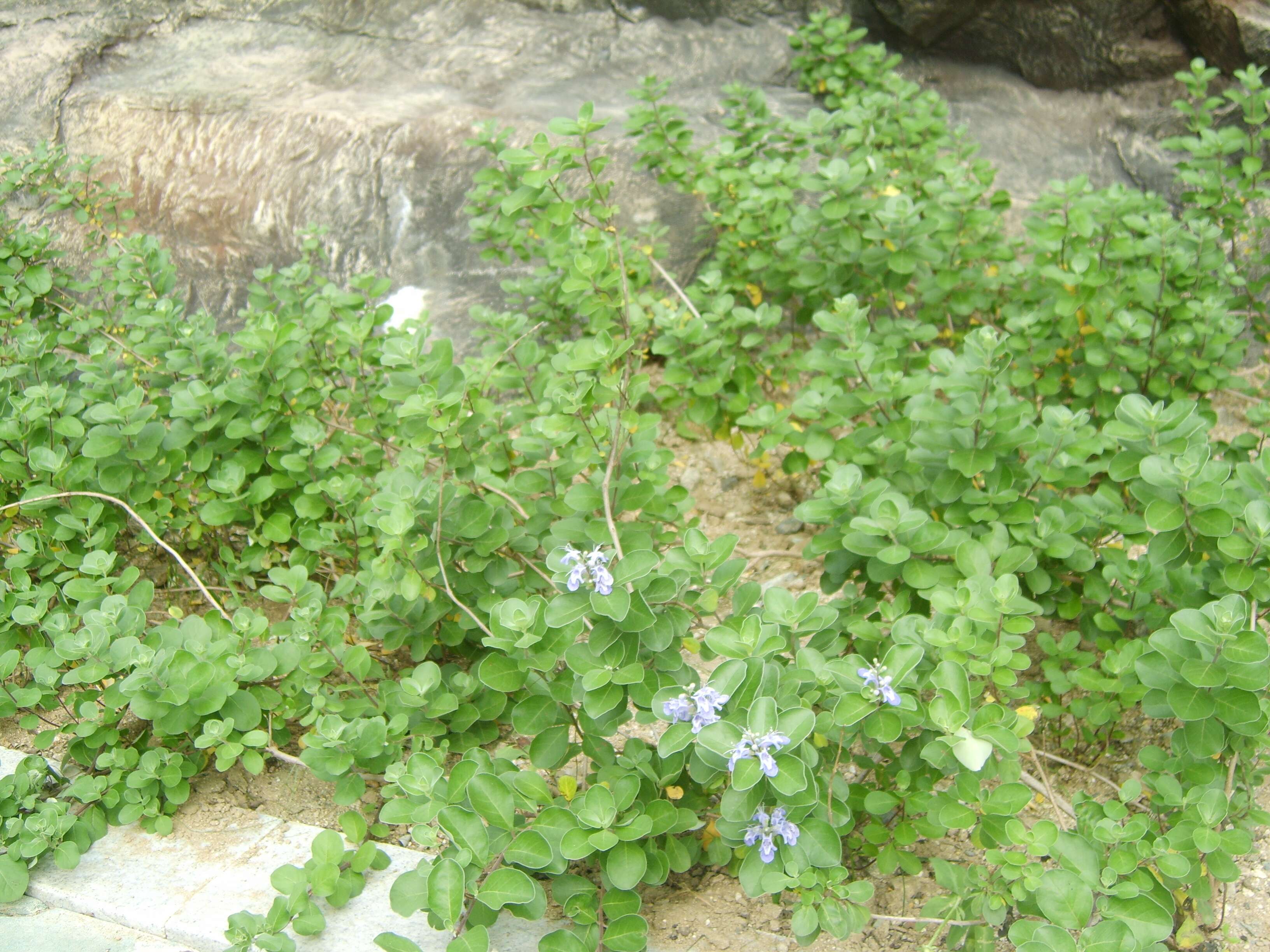 Image of roundleaf chastetree