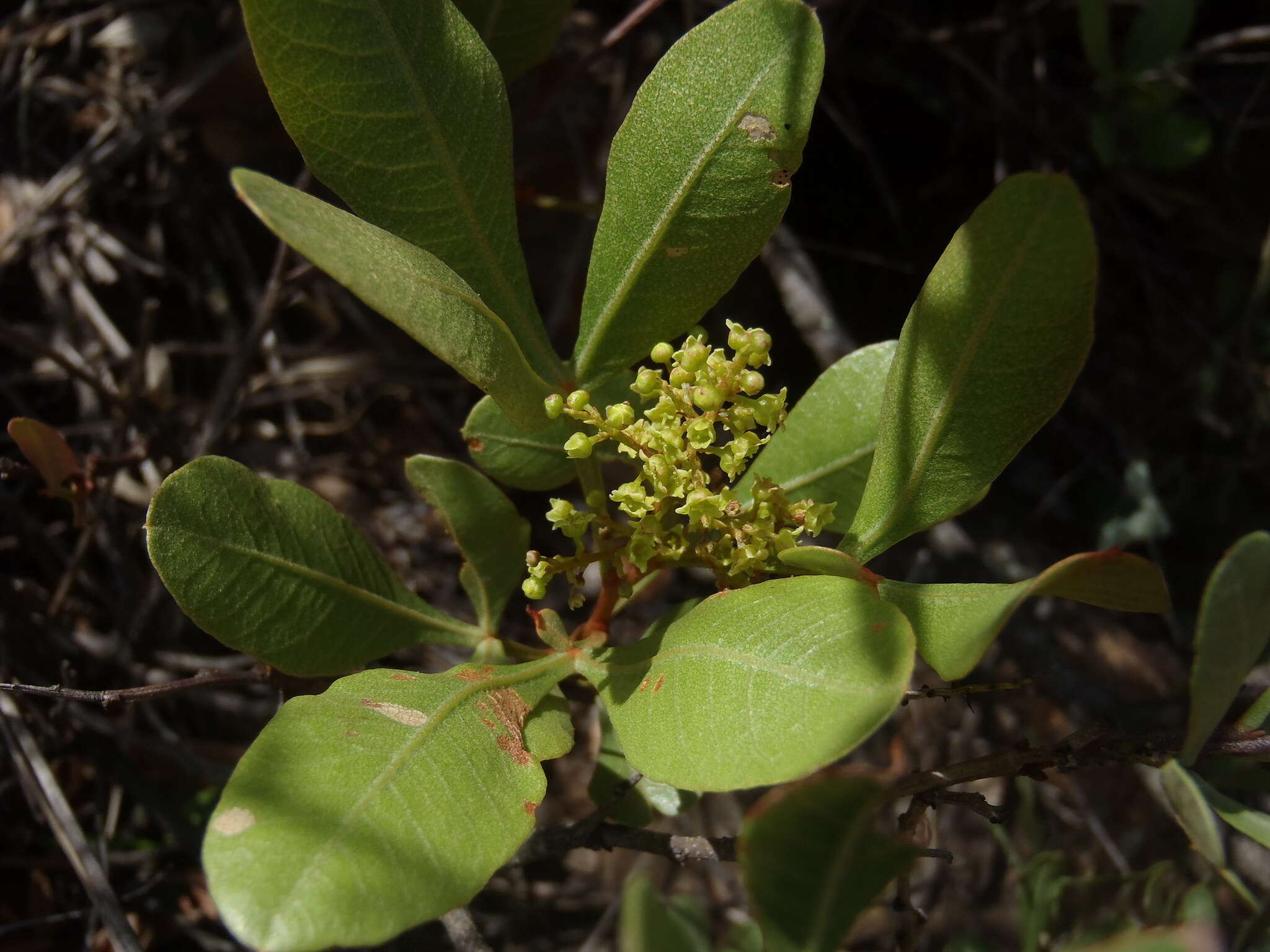 Image of Searsia magalismontana subsp. magalismontana