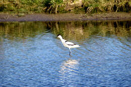 Image of avocet, pied avocet