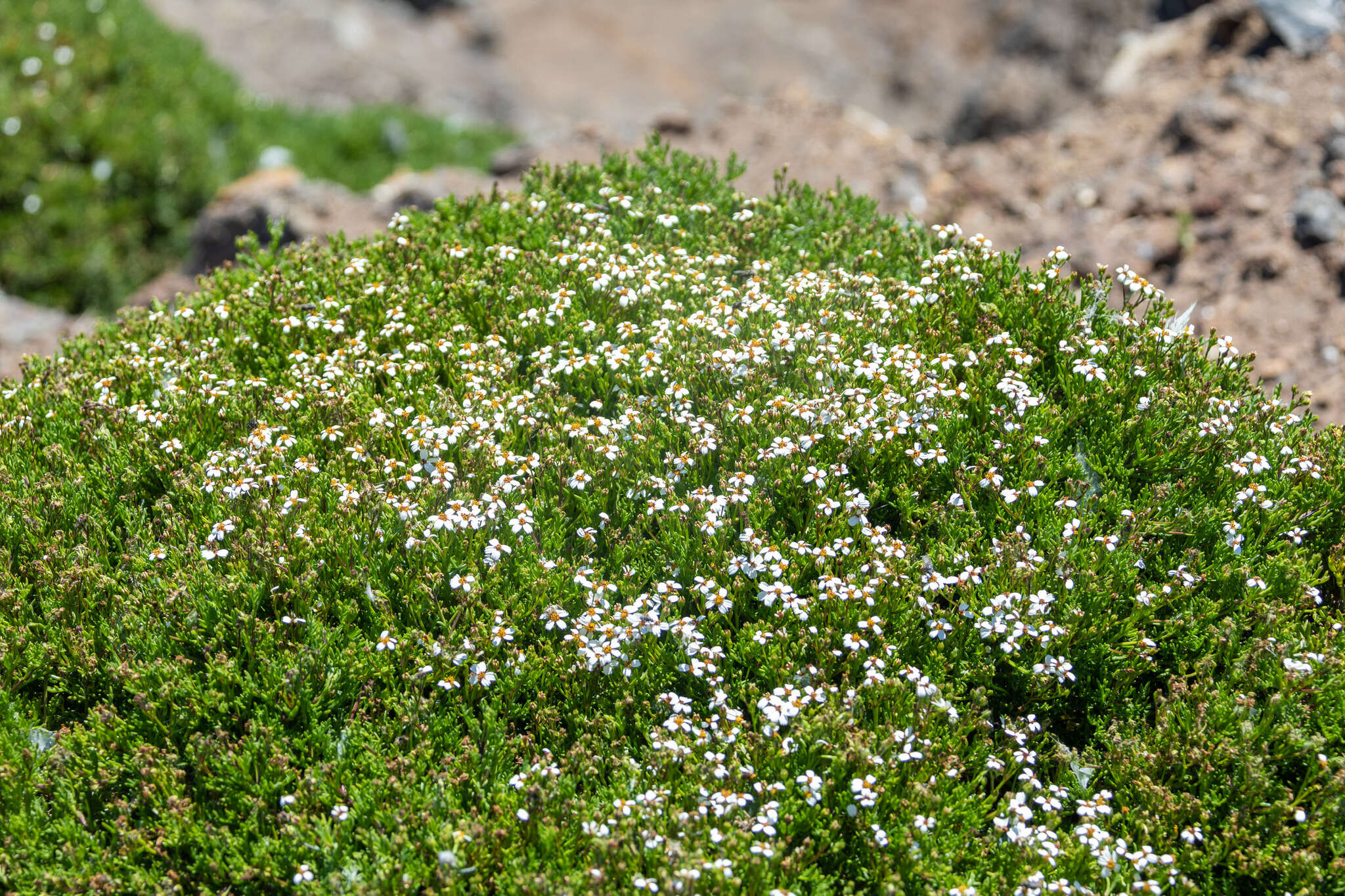 Sivun Lycapsus tenuifolius Phil. kuva