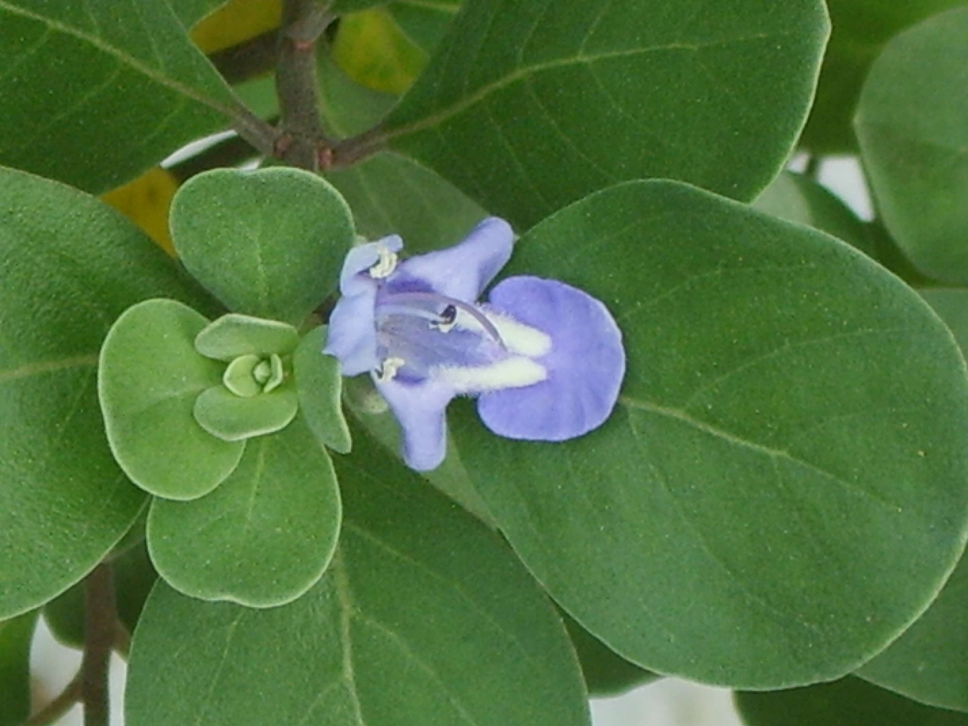 Image of roundleaf chastetree