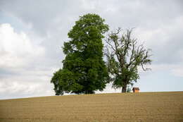 Image of Littleleaf Linden