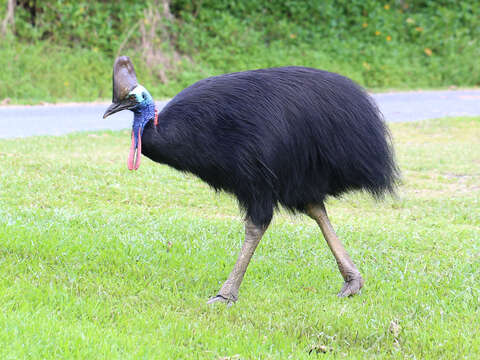 Image of Southern Cassowary