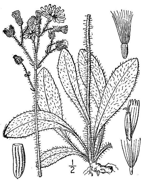 Image of Pilosella caespitosa (Dumort.) P. D. Sell & C. West