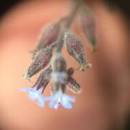 Image of strict forget-me-not