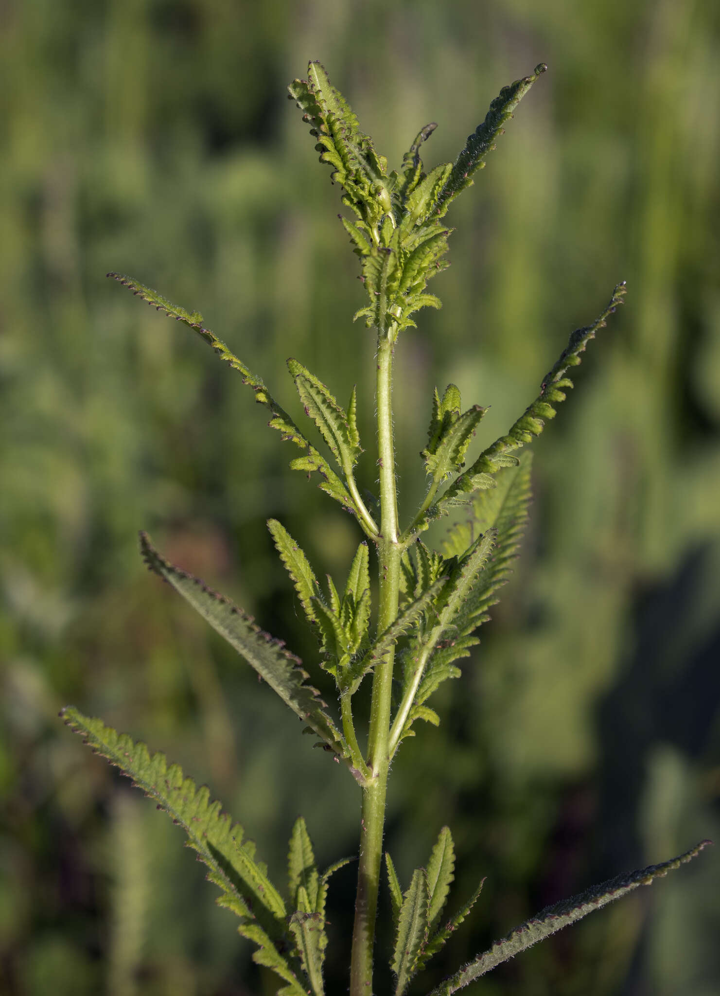 Image of swamp lousewort