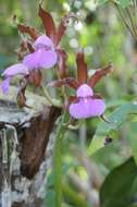 Imagem de Cattleya tenuis Campacci & Vedovello