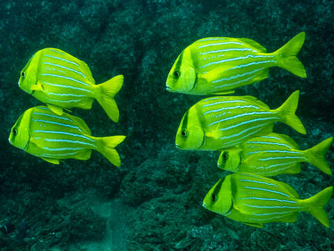 Image of Panama porkfish