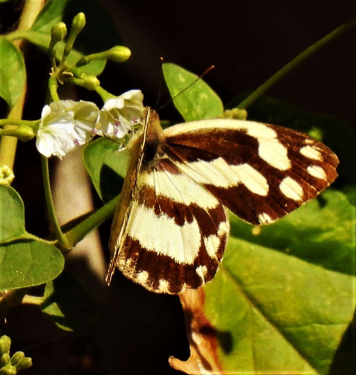 Image of Pinacopteryx eriphia (Godart (1819))