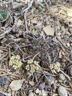 Image of gray buckwheat