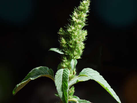 Image of slim amaranth