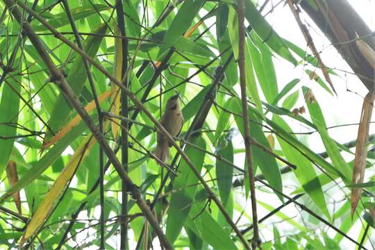 Image of Crescent-chested Babbler