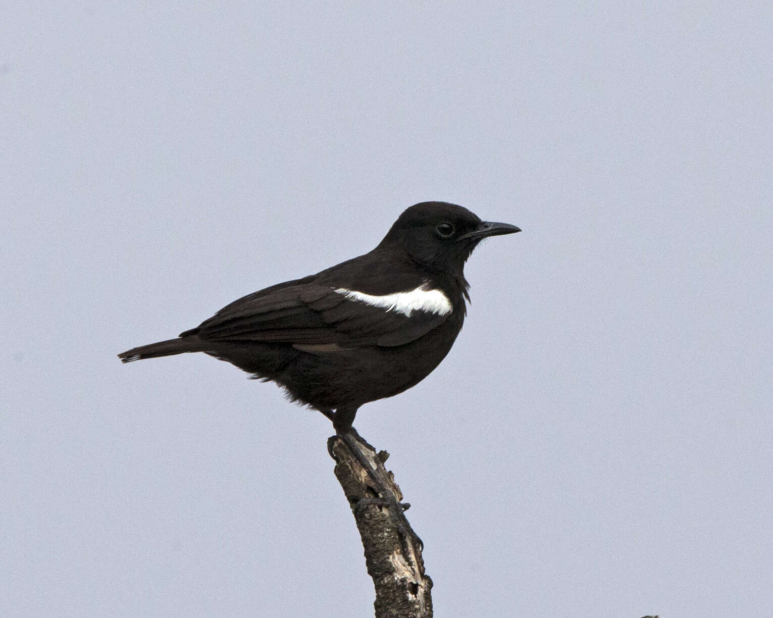 Image of Sooty Chat