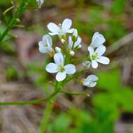 Image of bulbous bittercress