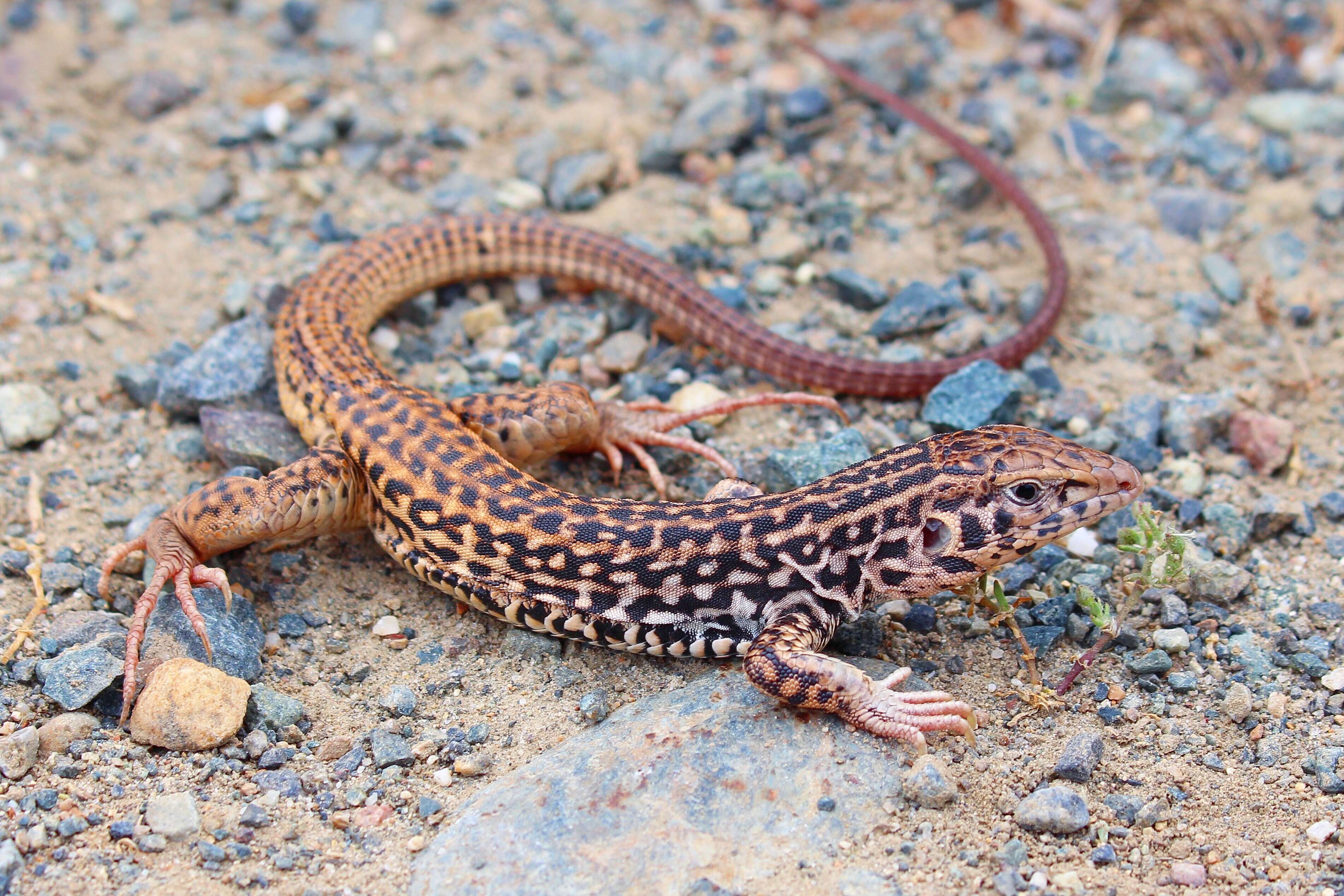 Image of Tiger Whiptail