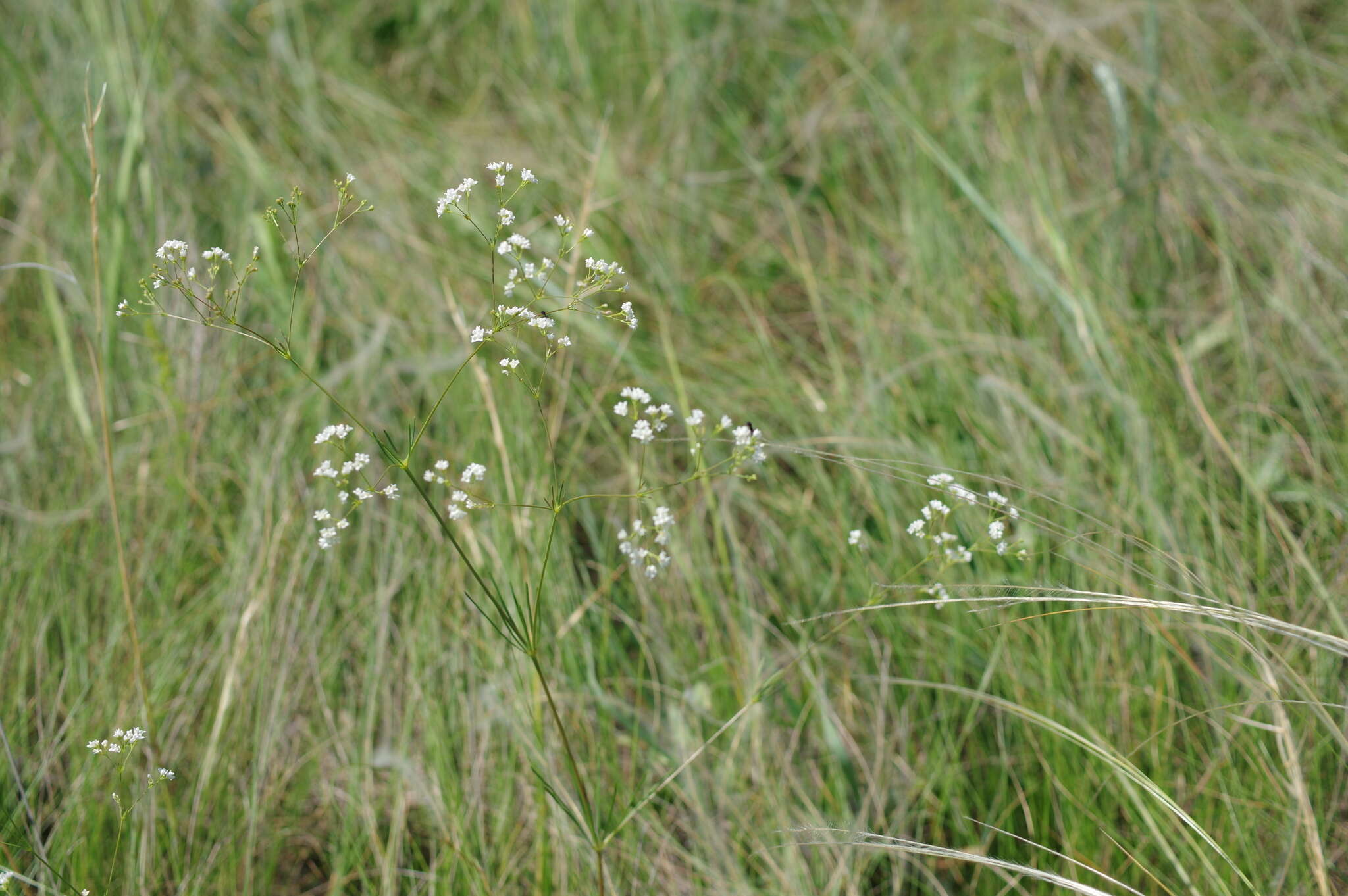 Image of Galium octonarium (Klokov) Pobed.