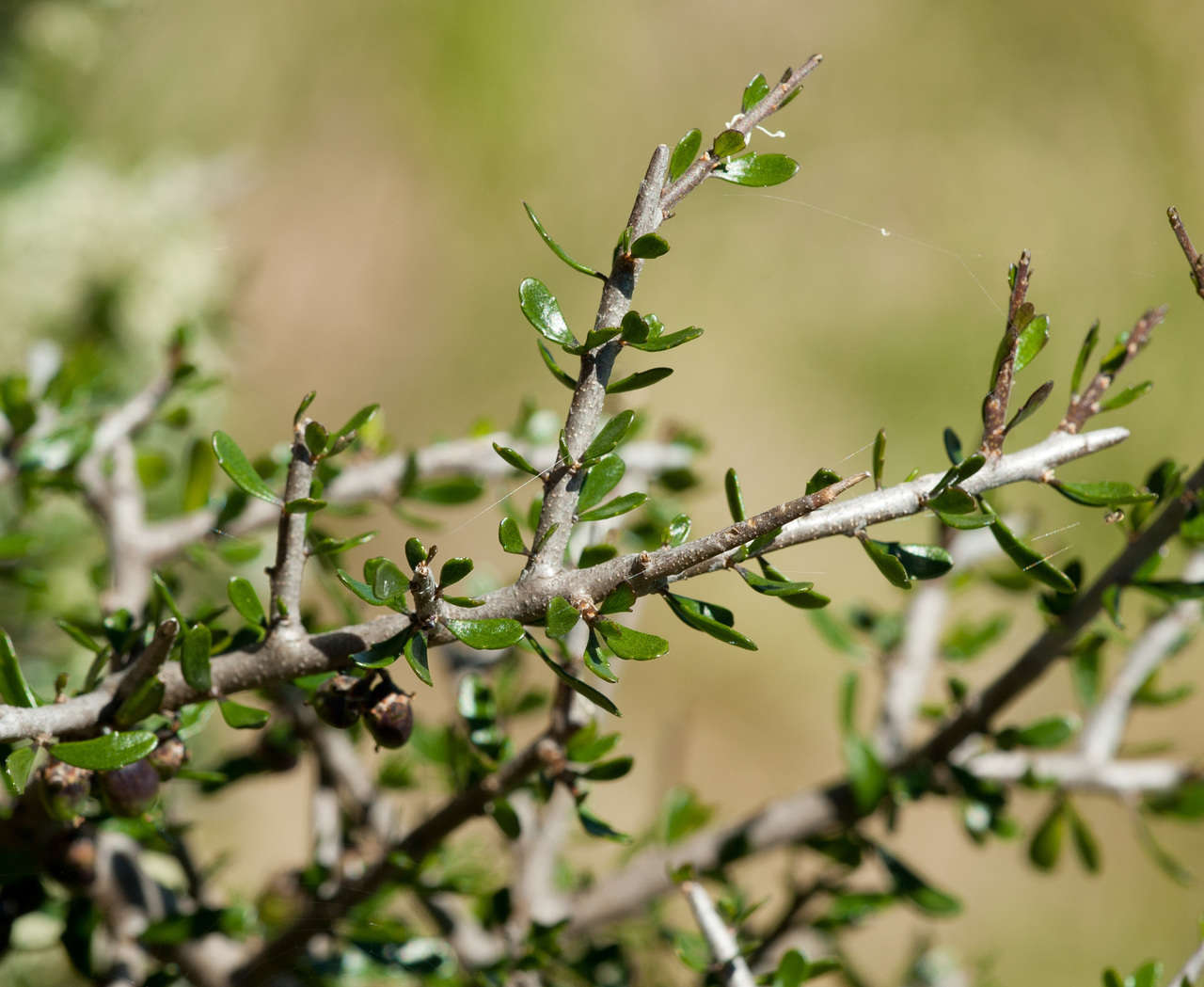 Melicytus angustifolius subsp. divaricatus Stajsic & R. F. Douglas resmi